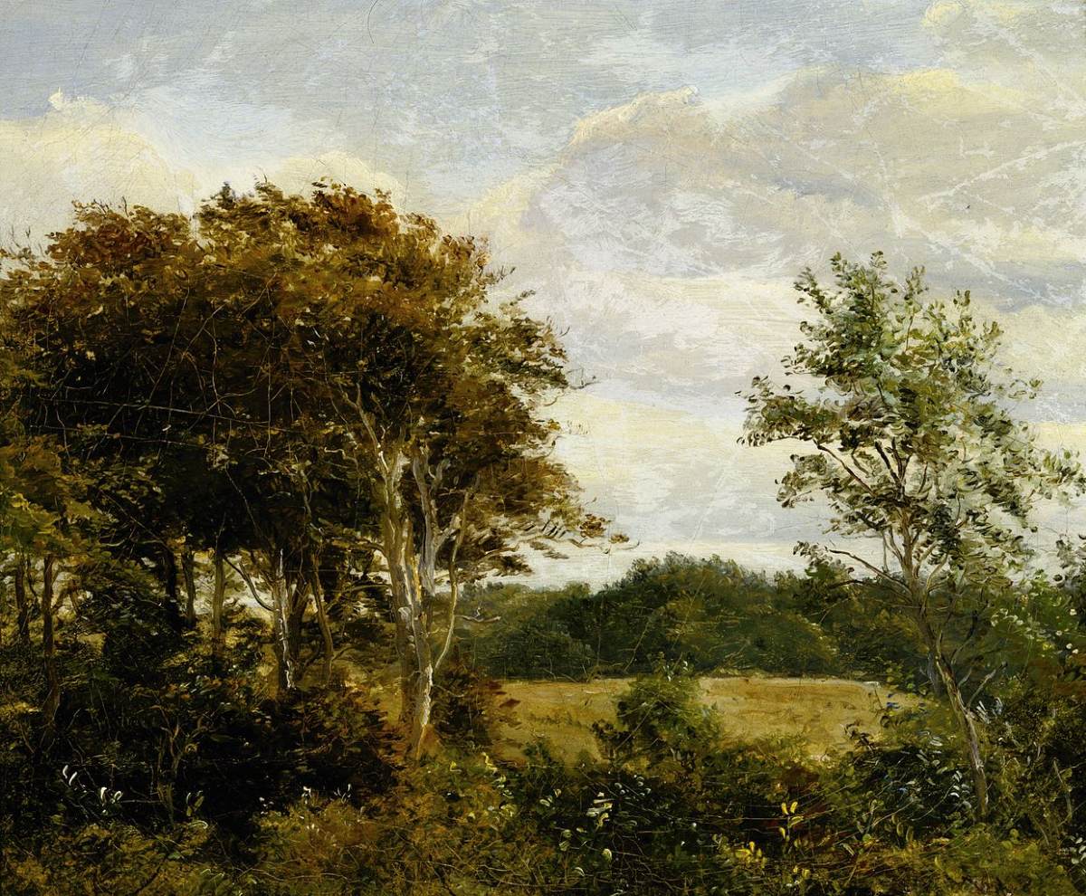 Clairière en forêt