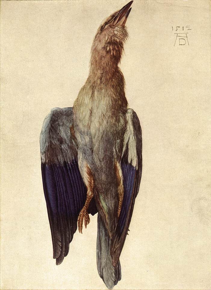Oiseau bleu mort