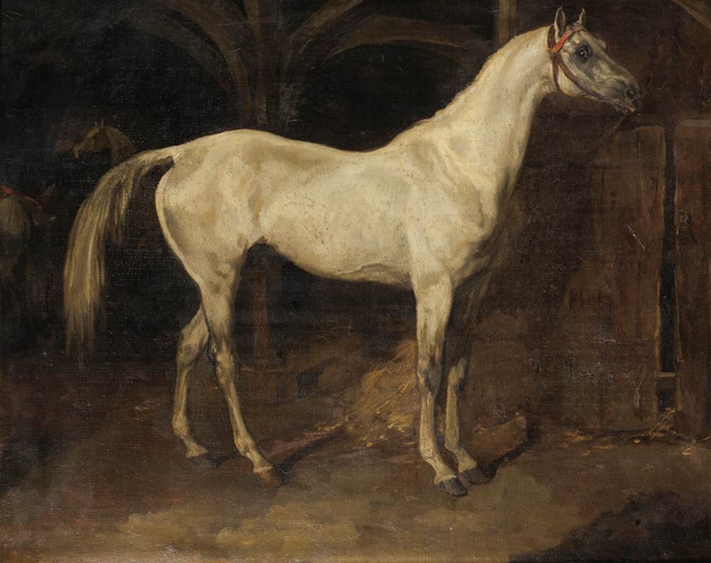 Cheval gris appelé L'Aly