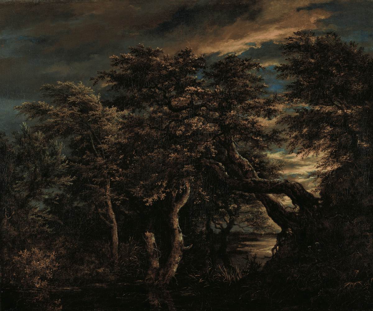 Un marais dans une forêt au crépuscule