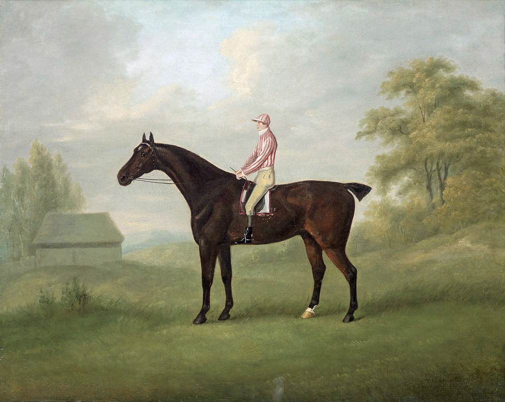 Le cheval de course noir Smolensko