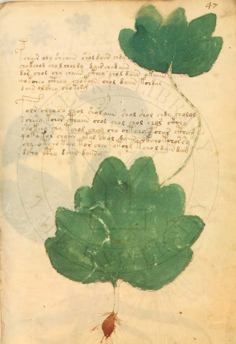 voynich