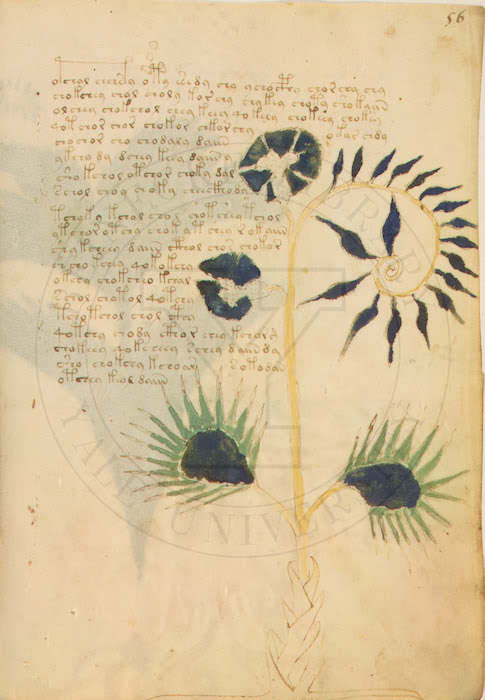 voynich