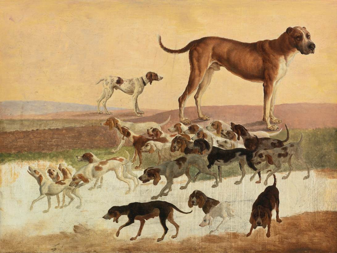 Étude de chiens
