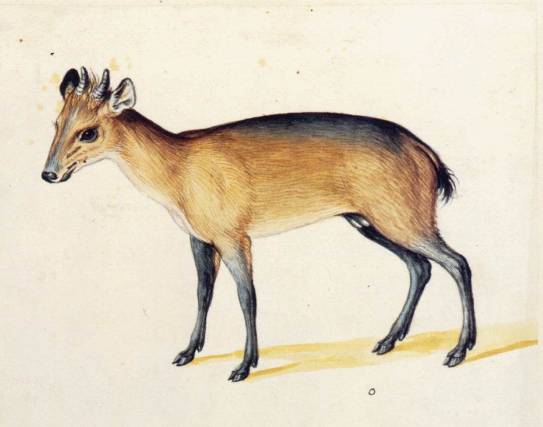 Duiker à flancs rouges