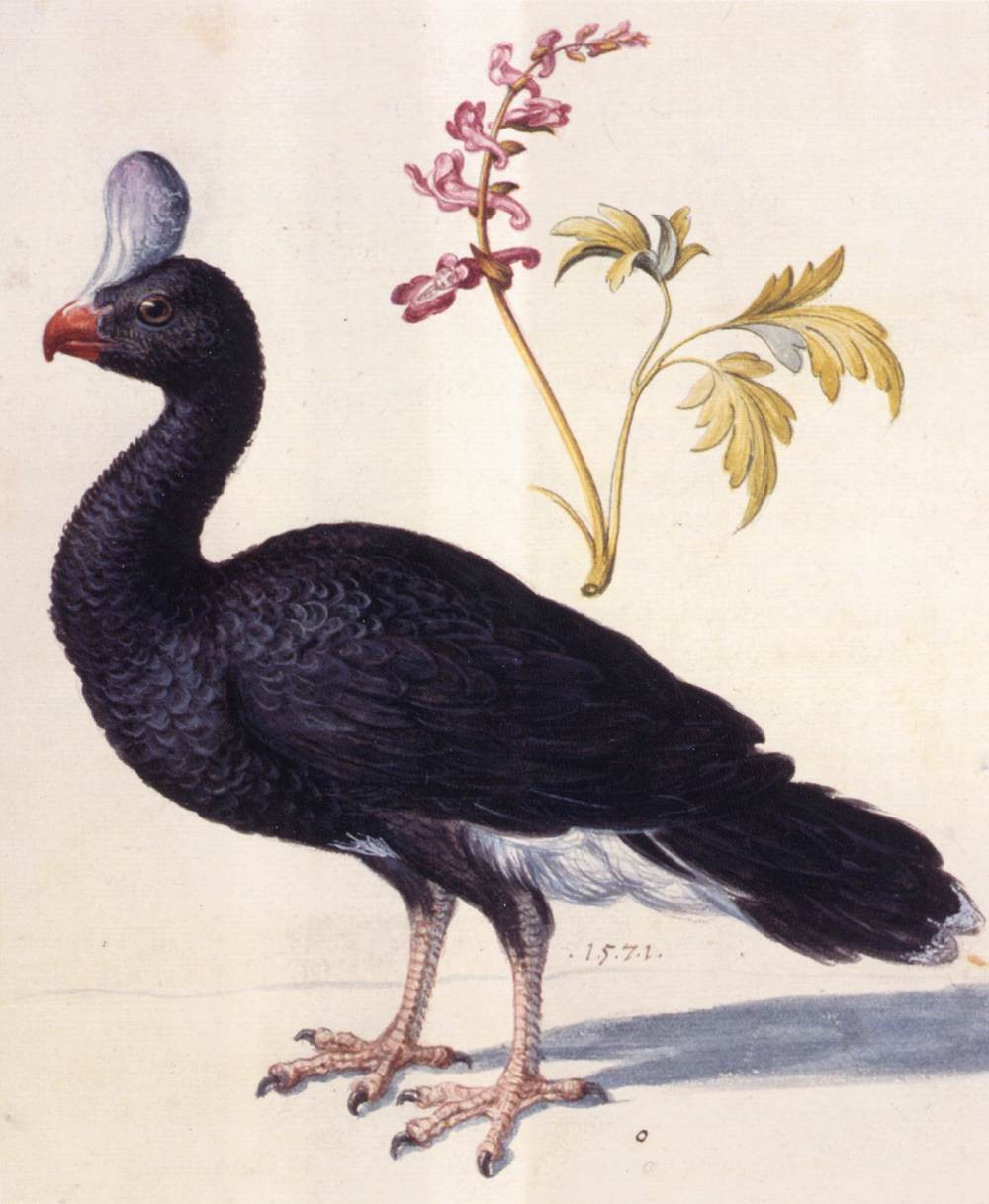 étude de Helmeted Curassow