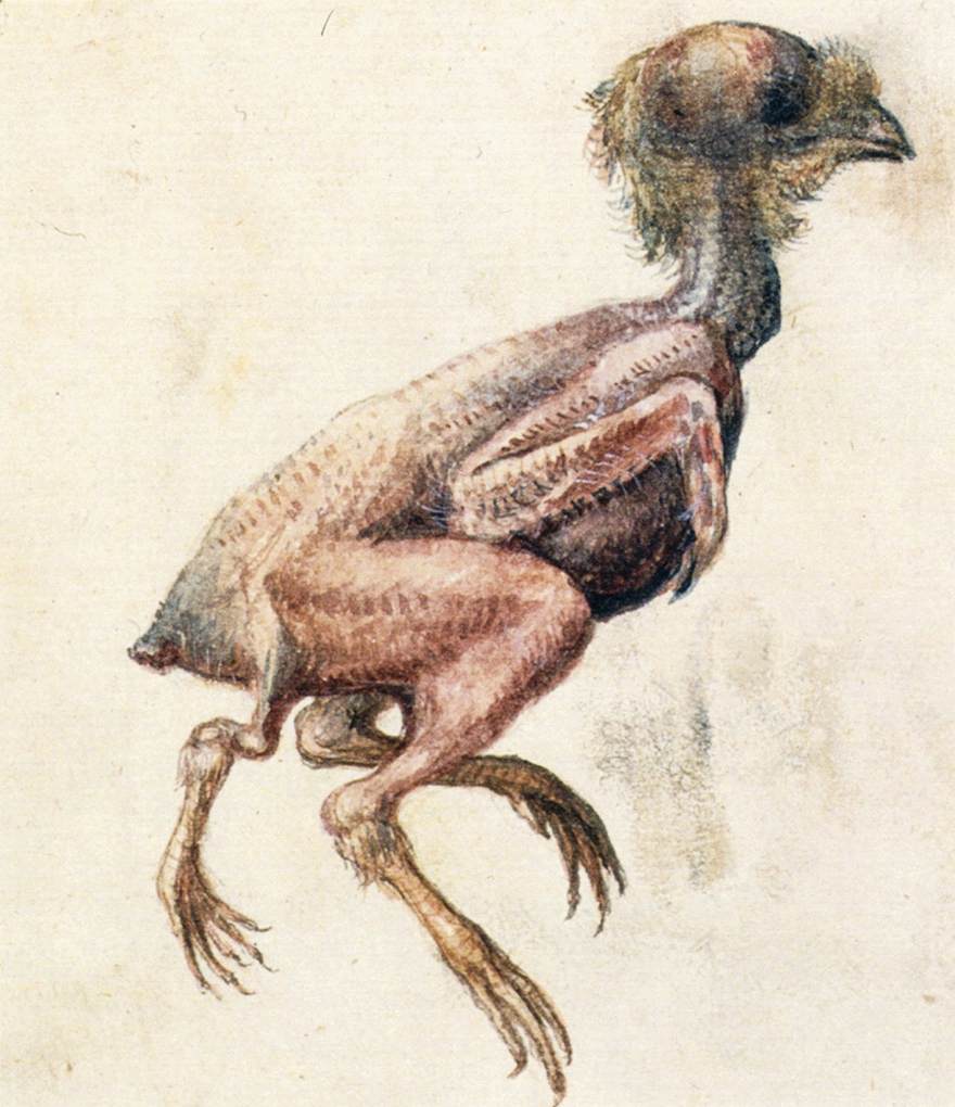 étude de Featherless Three-Footed Chick