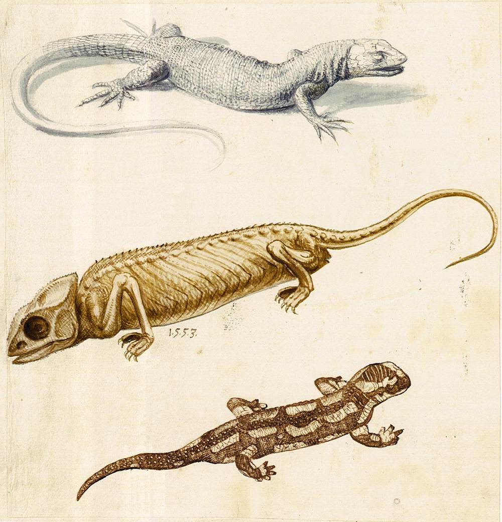 étude de Lizard a Chameleon and a Salamander