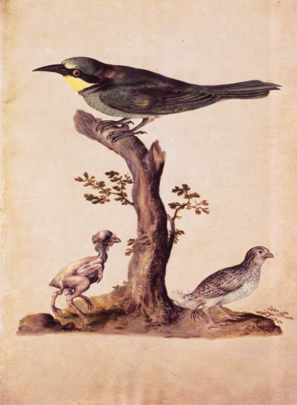 Oiseaux