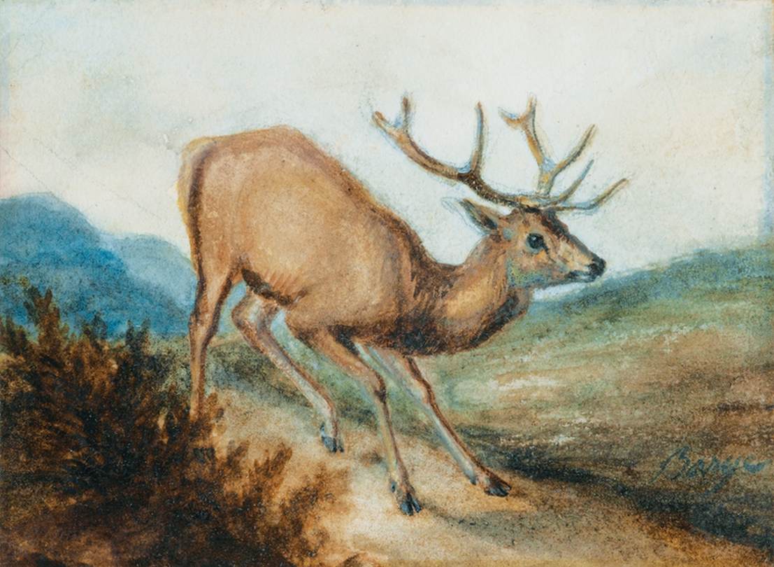 A Small Deer