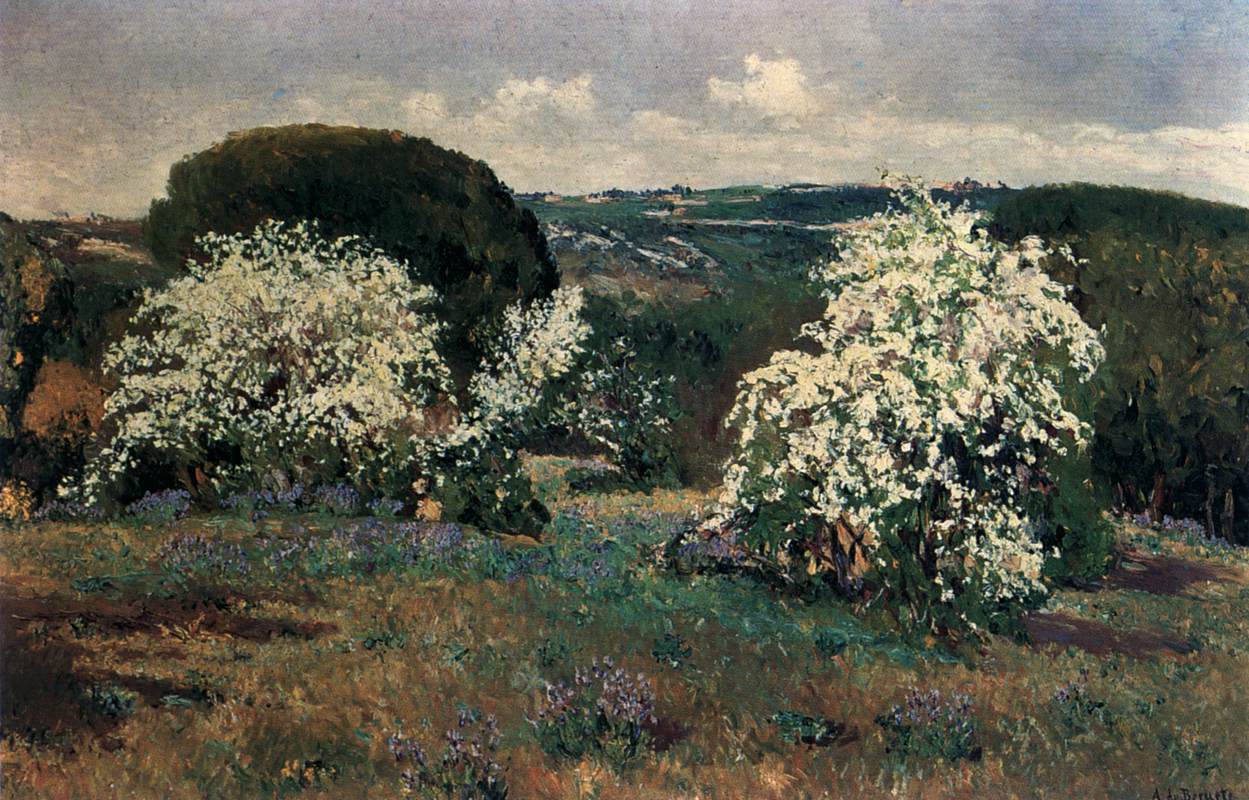 Aubépine en fleurs