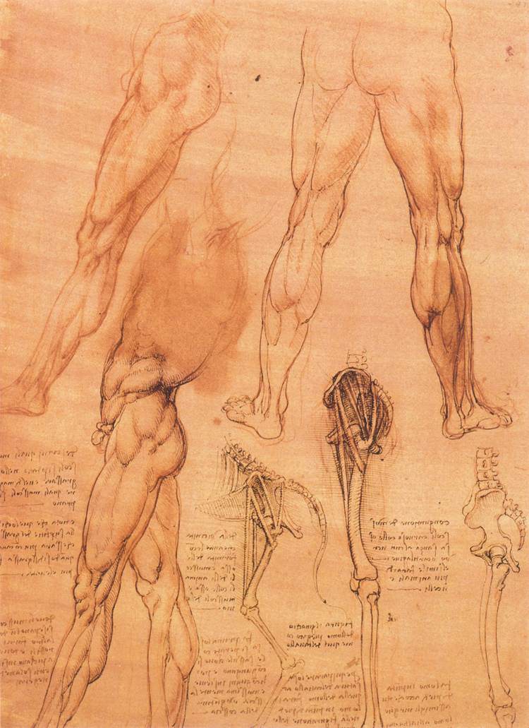 Études des jambes d'un homme et d'une jambe de cheval