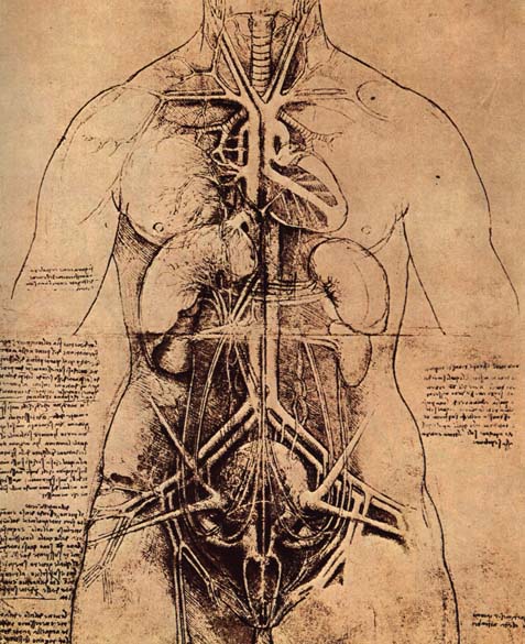 Dessin du torse d'une femme