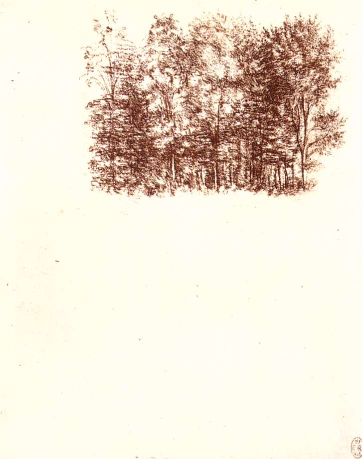 Bosquet de bouleaux