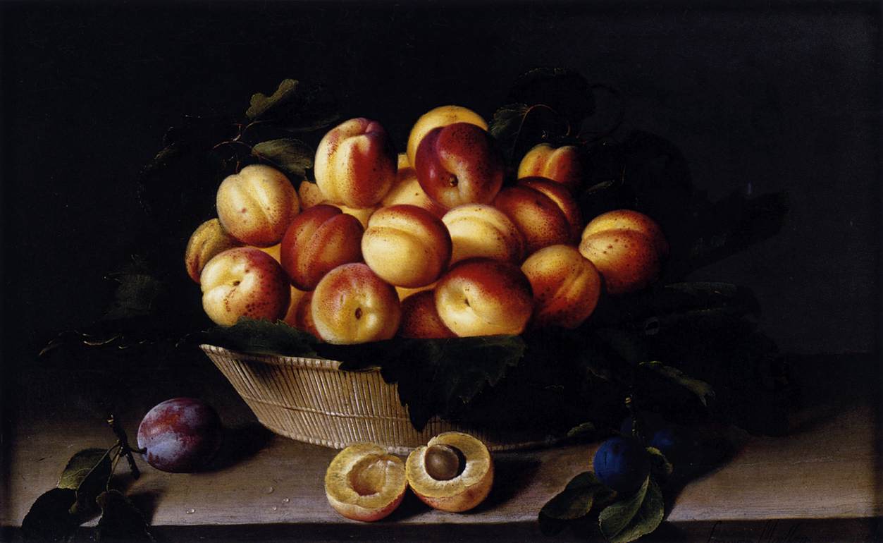 Panier d'abricots