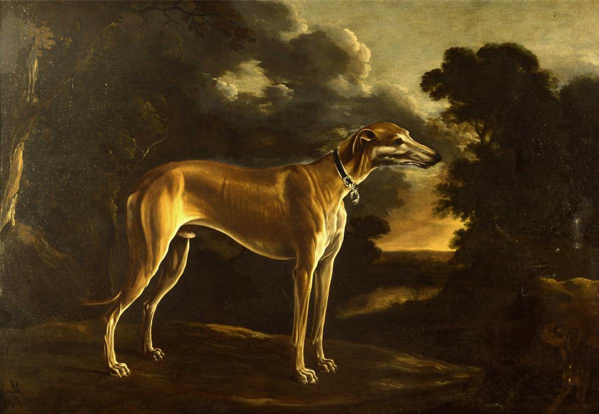 Portrait d'un lévrier avec son chiot