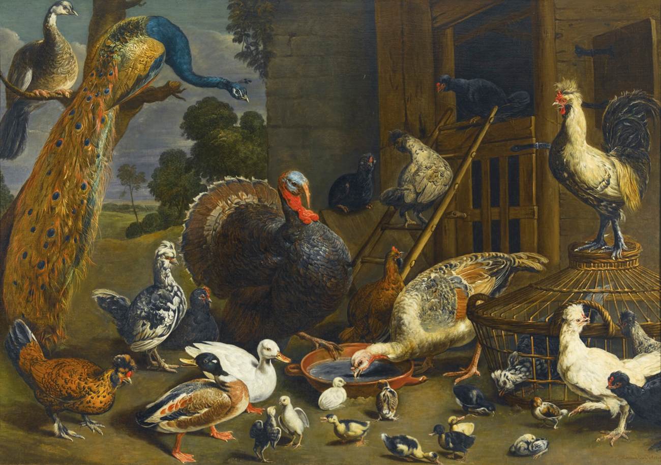 Divers oiseaux
