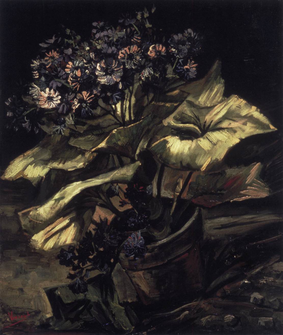 Cineraria dans un pot de fleurs