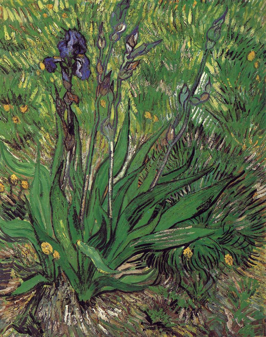L'iris