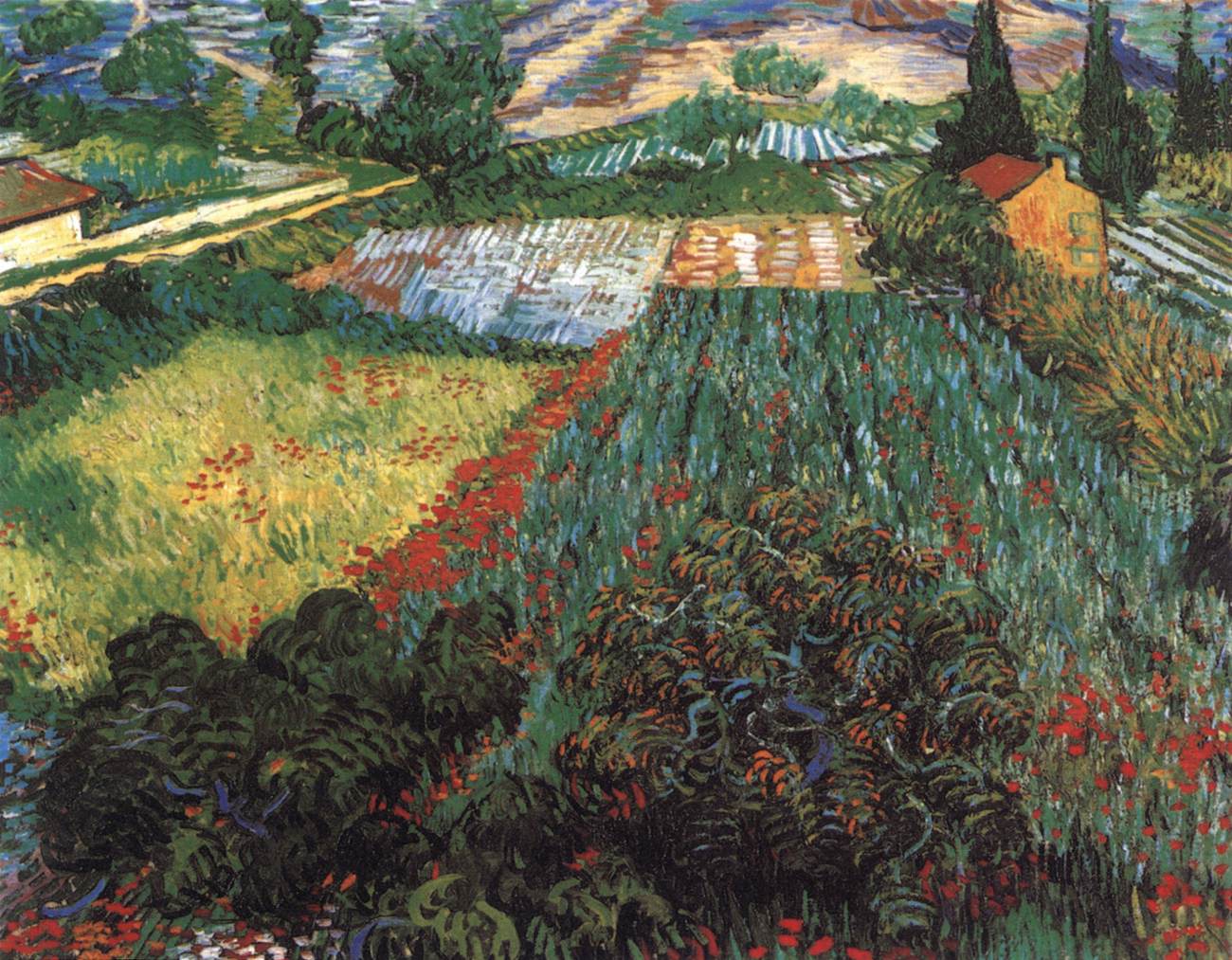 Champ de coquelicots